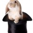 Little easter lop rabbit in a magician's hat